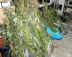 Zabezpieczona marihuana