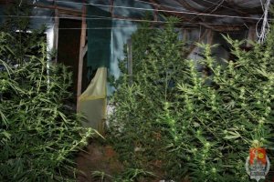 Odzyskano dwie skradzione hondy i ujawniono plantację konopi