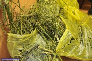 Zabezpieczonei ponad 3 kg marihuany #6