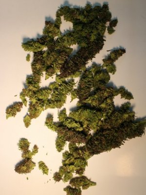 Zabezpieczona marihuana