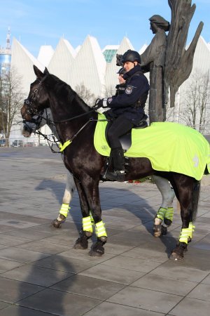 Policjanci na koniach na patrolu