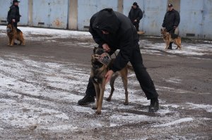 Ćwiczenia psów służbowych #5
