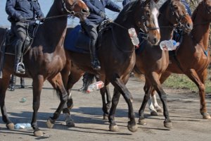 Ćwiczenia policji konnej i mundurowych z oddziału