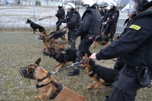 Policjanci wraz z psami służbowymi w akcji