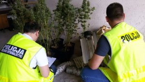 Policjanci zabezpieczyli blisko półtora kilograma marihuany