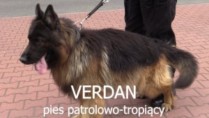 Verdan - pies patrolowo-tropiący