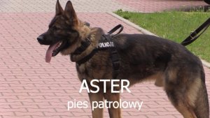 Aster - pies patrolowy