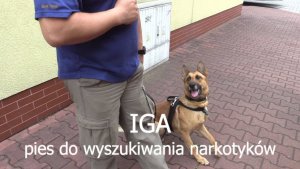 Iga - pies do wyszukiwania narkotyków