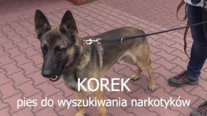 Korek - pies do wyszukiwania narkotyków