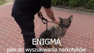 Enigma - pies do wyszukiwania narkotyków
