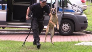 policjant puszcza psa