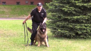 policjant przygotowany do wypuszczenia psa