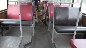 pies przeszukuje autobus