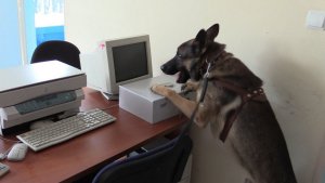 pies przeszukuje biuro