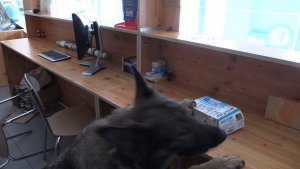 pies przeszukuje biuro