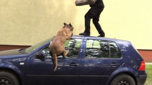 pozorant na dachu auta pies atakuje