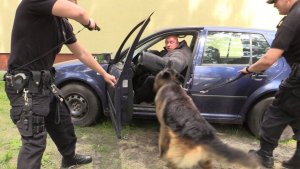 pies wyciąga pozoranta z auta, policjanci asekurują
