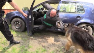pies wyciąga pozoranta z auta
