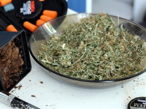 Policjanci zlikwidowali kolejne plantacje konopi indyjskich #2