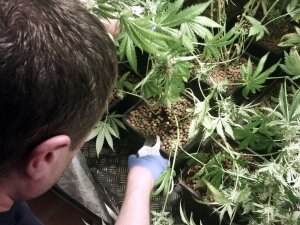 Policjanci zlikwidowali kolejne plantacje konopi indyjskich #9