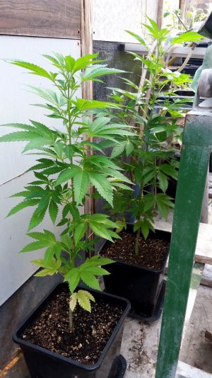 krzewy marihuany