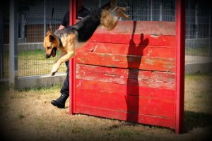 pies skaczący przez przeszkody