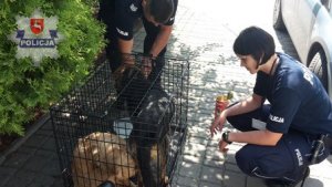 Policjanci zaopiekowali się wrzuconymi do rzeki psami