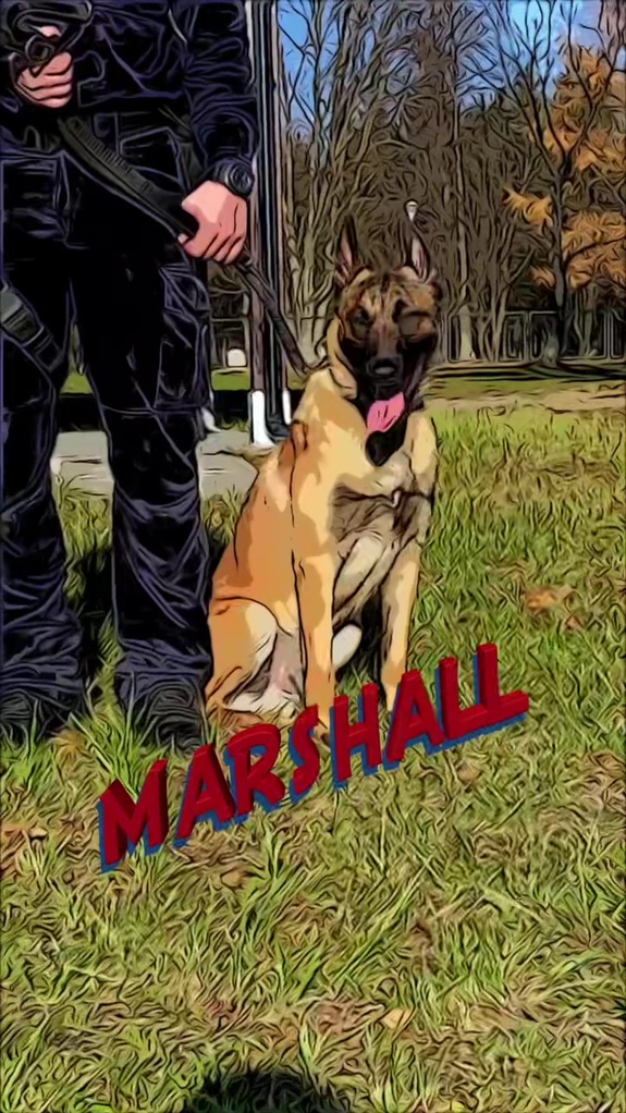 Pies siedzący u boku przewodnika, napis MARSHALL.