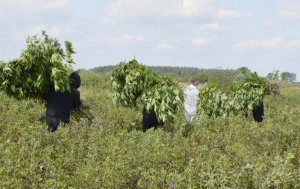 Zlikwidowana plantacja konopi