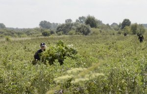 Zlikwidowana plantacja konopi