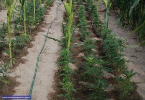 Zlikwidowana plantacja konopi i magazyn nielegalnej krajanki tytoniowej – zabezpieczono ponad 4,6 tys. krzewów oraz ponad 12 ton tytoniu