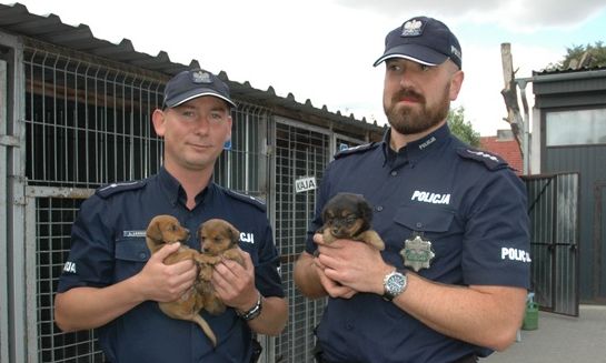 policjanci ze szczeniakami