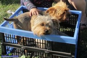 Policjanci odzyskali dwa skradzione psy rasy Yorkshire terrier – zatrzymane 4 podejrzane osoby