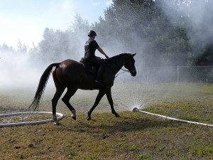 Zespół Policji Konnej Komendy Wojewódzkiej Policji w Rzeszowie