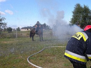 Zespół Policji Konnej Komendy Wojewódzkiej Policji w Rzeszowie