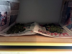 Zabezpieczona marihuana