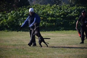 W XVI Kynologicznych Mistrzostwach Policji najlepszy był Ibej