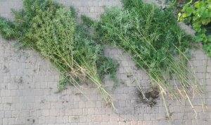 Plantacji konopi na Mazowszu zlikwidowana