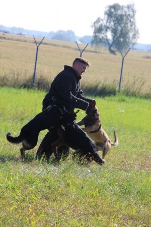 Pluton Przewodników Psów Służbowych Komendy Wojewódzkiej Policji w Poznaniu podczas ćwiczeń