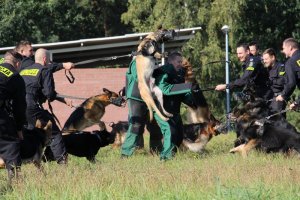 Pluton Przewodników Psów Służbowych Komendy Wojewódzkiej Policji w Poznaniu podczas ćwiczeń