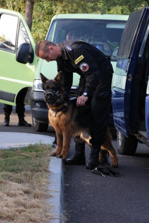 Pluton Przewodników Psów Służbowych Komendy Wojewódzkiej Policji w Poznaniu