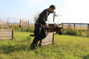 policjanci z Plutonu Przewodników Psów Służbowych Komendy Wojewódzkiej Policji w Poznaniu podczas cotygodniowych ćwiczeń