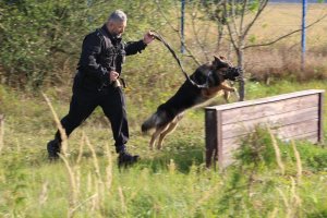 policjanci z Plutonu Przewodników Psów Służbowych Komendy Wojewódzkiej Policji w Poznaniu podczas cotygodniowych ćwiczeń