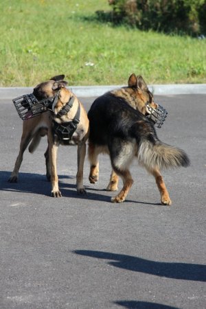 policjanci z Plutonu Przewodników Psów Służbowych Komendy Wojewódzkiej Policji w Poznaniu