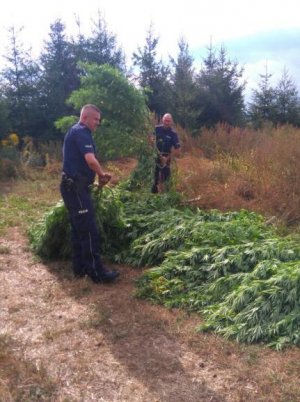 Zlikwidowali plantacje konopi indyjskich