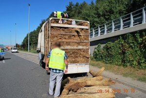 Setki tysięcy nielegalnych papierosów ukrytych w transporcie trzciny