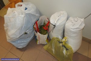 Zabezpieczyli 16 kg narkotyków, w tym marihuanę o wartości ponad 600 tys. zł