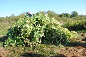 zabezpieczone rośliny konopi indyjskich