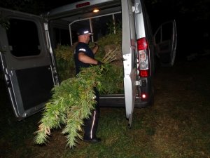 Policjanci zlikwidowali plantację konopi – zabezpieczono ponad pół tysiąca krzewów