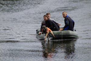 pies Nero podczas szkolenia na wodzie